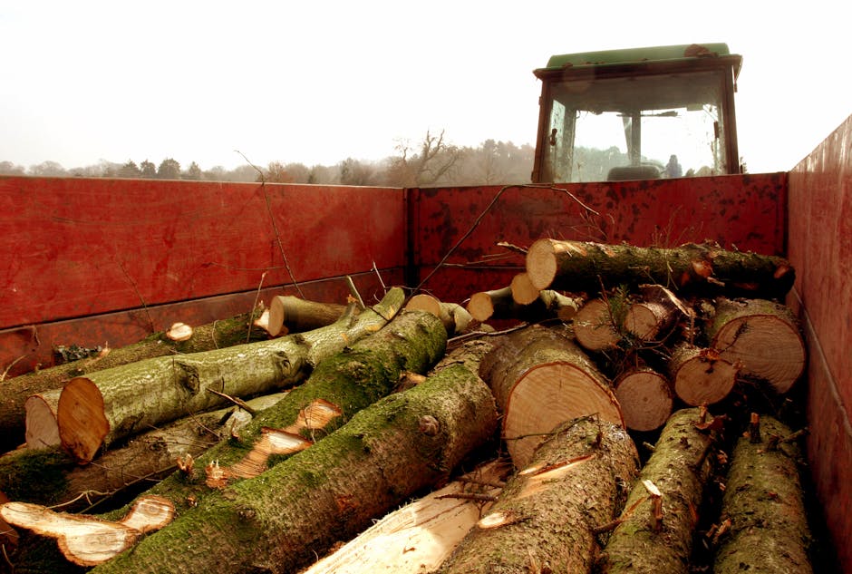 A large pile of cut tree branches and logs stacked in a forest clearing, surrounded by tall, slender trees with rough, textured bark and sparse foliage. The logs vary in diameter and are mostly greyis
